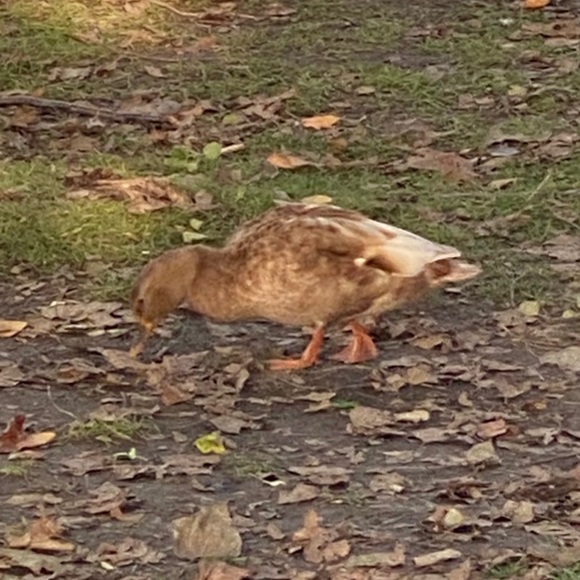 Meet your Posher, Robert - Picture 1 of 1